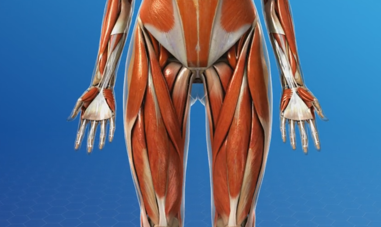 Muscle Practical - Upper Leg Diagram